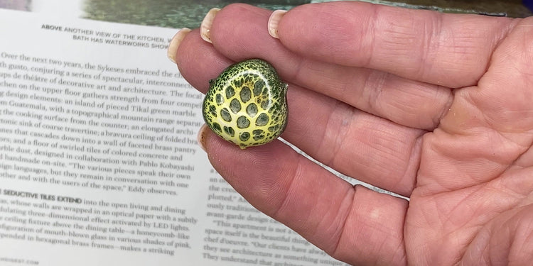 A finished enamel cabochon held in the hand, glossy with a dark green cell pattern over pale yellow-green.